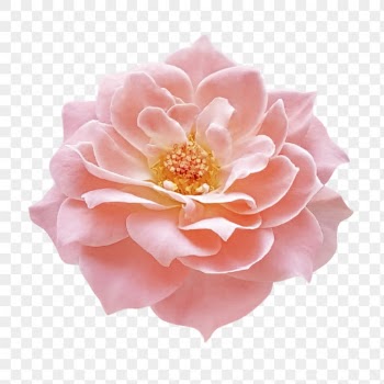 Pink flower png, damask rose | Free PNG - rawpixel