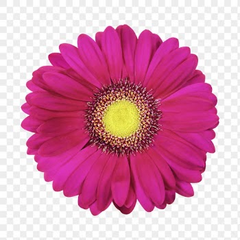 Pink flower png, gerbera daisy | Free PNG - rawpixel