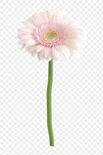 Pink flower png, gerbera daisy | Free PNG - rawpixel