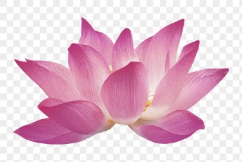 Pink flower png, lotus collage | Free PNG - rawpixel