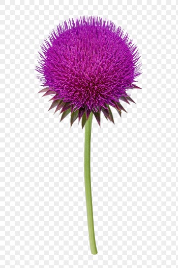 Pink flower png, musk thistle | Free PNG - rawpixel
