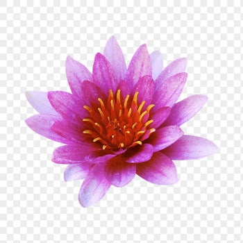 Pink flower png, water lily | Free PNG - rawpixel