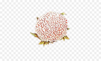 pink flower protea plant cut flowers