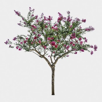 Pink flower tree isolated on white, | Free Photo - rawpixel