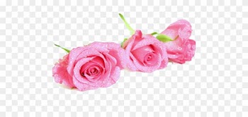 Pink Flower Tumblr Backgrounds Flower Png - Beautiful Pinl Rose Transparent