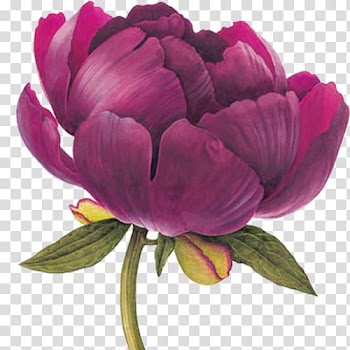 Pink flower, Watercolor painting Botanical illustration Drawing Botany, peony watercolor transparent background PNG clipart