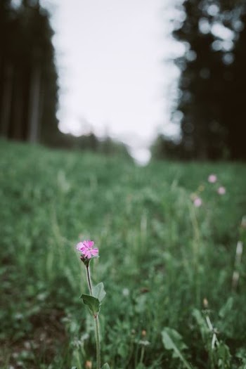 pink flower with green grass