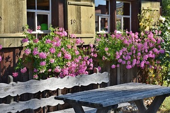Pink Flowering Plant Behind Brown Wooden Bench