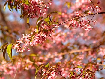 Pink Flowering Tree