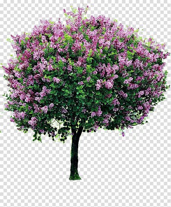 Pink flowering tree art, Shrub Lilac Tree Pruning Garden, bougainvillea transparent background PNG clipart