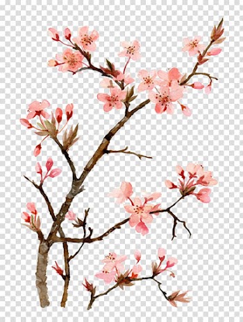 Pink flowering tree, Cherry blossom Watercolor painting Drawing, Drawing Peach transparent background PNG clipart
