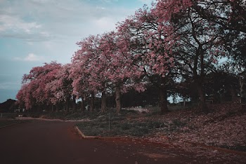 Pink Flowering Trees