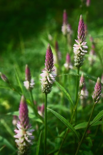 Pink Flowers