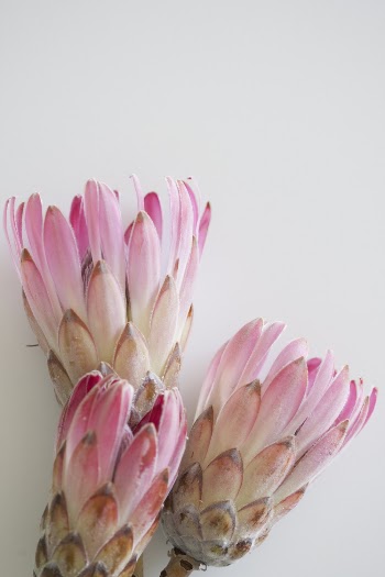 Pink Flowers