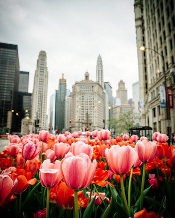 Pink Flowers