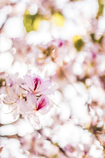 Pink Flowers