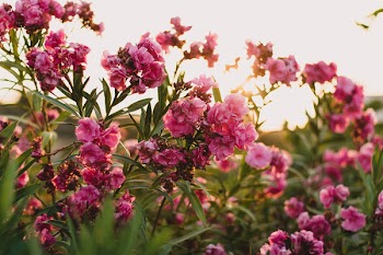 Pink Flowers