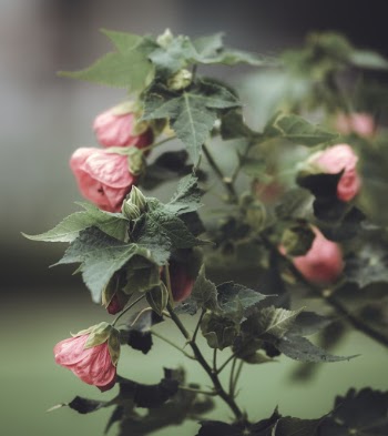 Pink Flowers