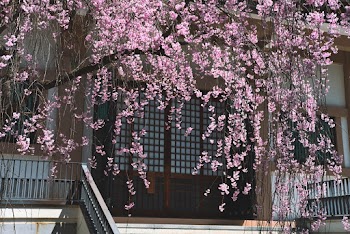 Pink Flowers