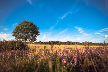 Pink Flowers Blooming in the Field Under White and Blue Sky