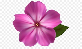 Pink flowers Clip art - Pink Flower PNG Clipart Image 