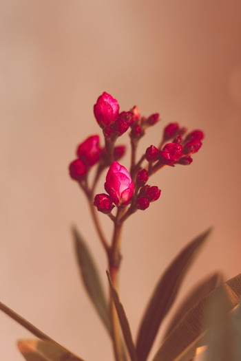 Pink Flowers Close-up Photo