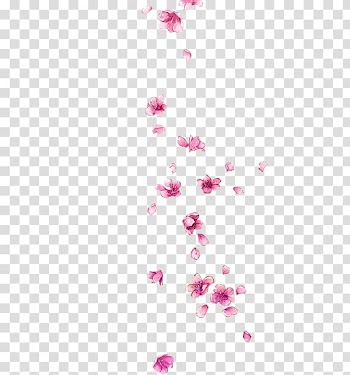Pink flowers falling illustration, Petal Flower, Falling Plum transparent background PNG clipart