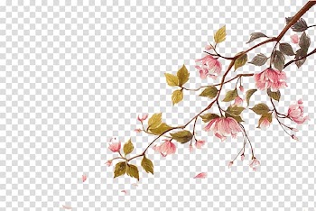 Pink flowers illustration, Cherry blossom Watercolor painting Ci, Falling cherry blossoms float material transparent background PNG clipart