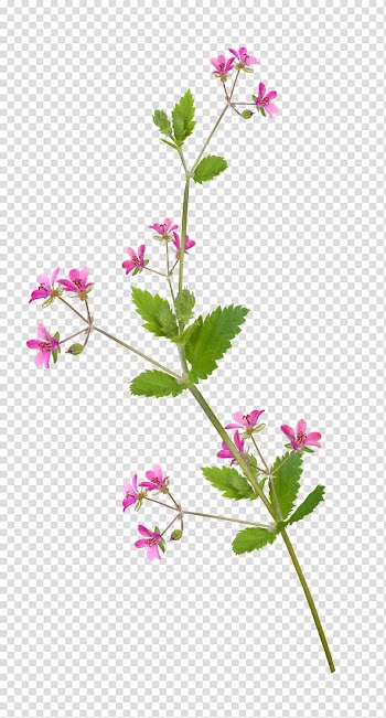 Pink flowers illustration, Flower , wild flowers transparent background PNG clipart