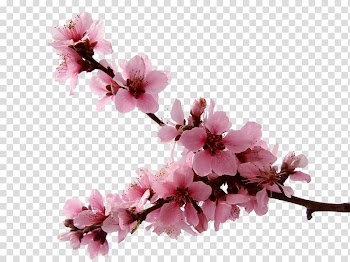 Pink flowers illustration, National Cherry Blossom Festival, Cherry blossoms transparent background PNG clipart