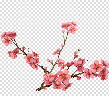 Pink flowers illustration, Watercolor painting Plum blossom , Pink plum blossom design transparent background PNG clipart