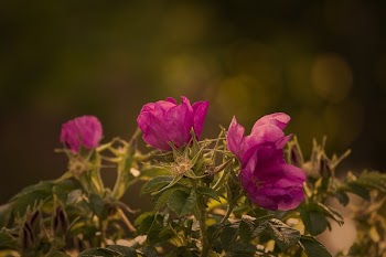 Pink Flowers in Bloom