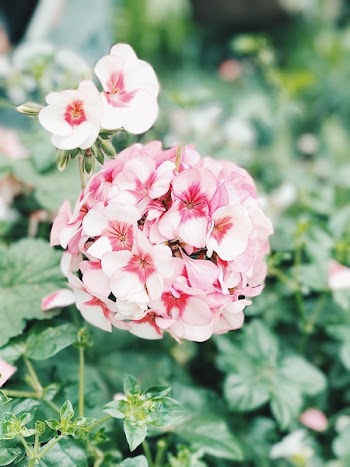 Pink Flowers in Shallow Photo