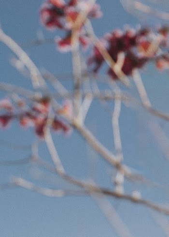Pink flowers in the bright | Free Photo - rawpixel