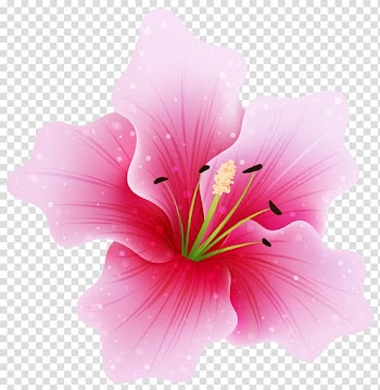 Pink flowers , Large Pink Flower , pink hibiscus flower illustration transparent background PNG clipart