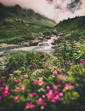 Pink Flowers Near River