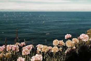 pink flowers near the ocean