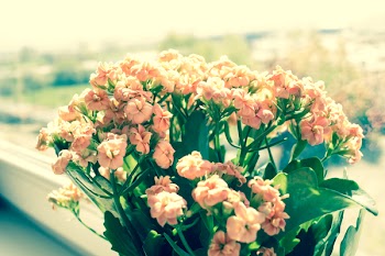 Pink Flowers on Green Plants Phptography