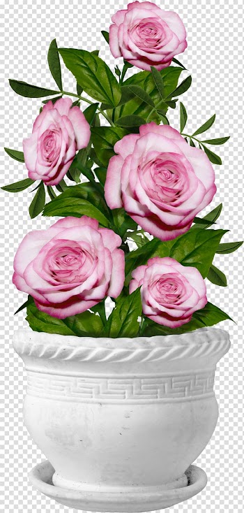 Pink flowers on pot, Garden roses Centifolia roses Flower , Potted roses transparent background PNG clipart