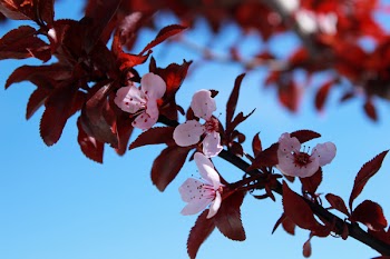 Pink Flowers on Tree Braches
