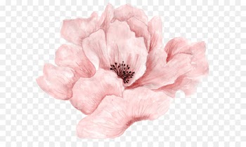 Pink flowers Pink flowers Watercolor painting - Beautiful pink flowers in full bloom 