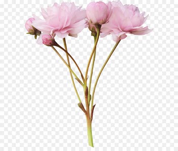 Pink flowers Rose Clip art - Flowers and floral design pattern material 