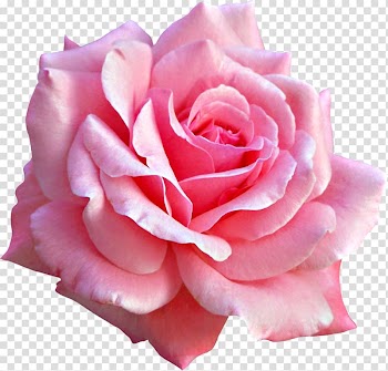 Pink flowers Rose, rose transparent background PNG clipart