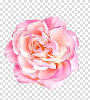 Pink flowers transparent background PNG clipart
