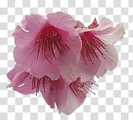 Pink flowers transparent background PNG clipart