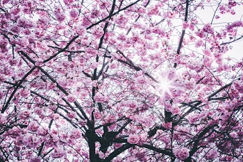 Pink Flowers Tree