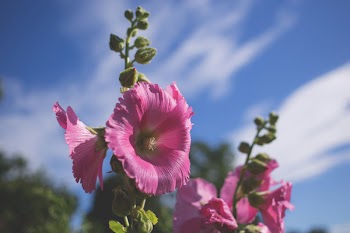 Pink Flowers Under Blue Sky