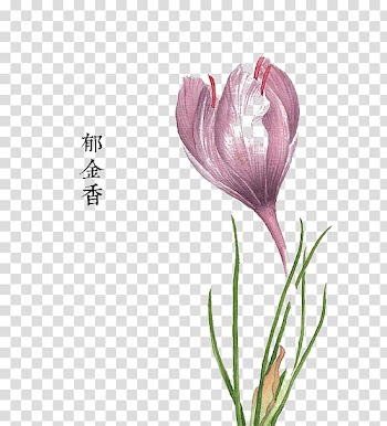 Pink flowers Watercolor painting Floral design, tulip transparent background PNG clipart