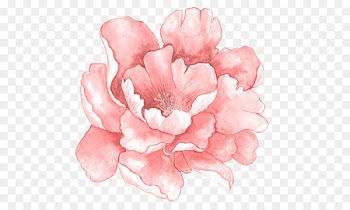 Pink flowers Watercolor painting - Pink watercolor flowers in full bloom 