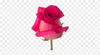 Pink Floyd - Hot Pink Roses Png